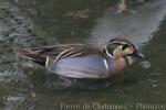 Baikal teal