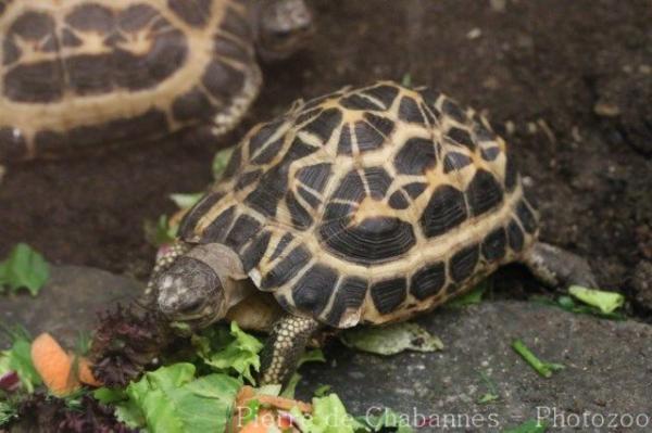 Spider Tortoise