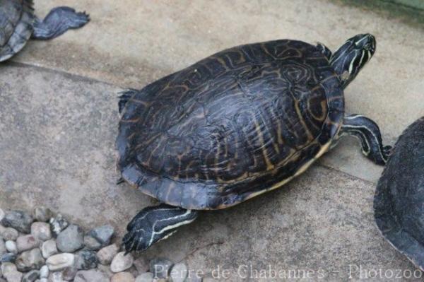 Coastal plain cooter