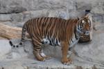 Mainland (Malayan) tiger