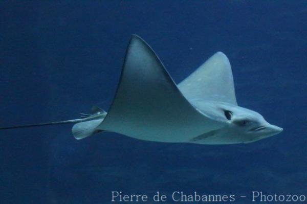 Ocellated eagle ray