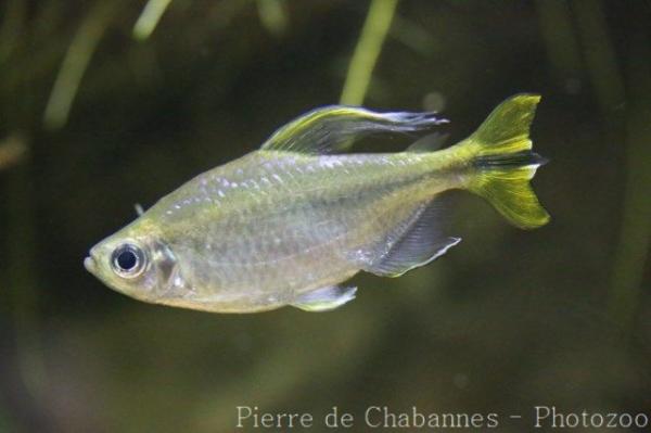 Yellowtail tetra