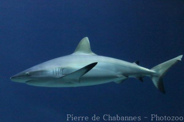 Blacktail reef shark