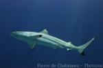 Blacktip reef shark