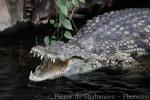 Nile crocodile