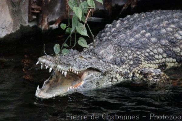 Nile crocodile