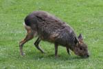 Patagonian mara