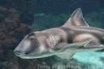 Port Jackson shark