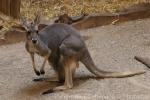 Western grey kangaroo