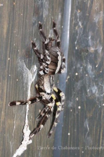 Indian ornamental tarantula