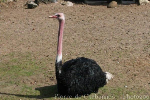 North African ostrich