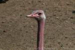 North African ostrich