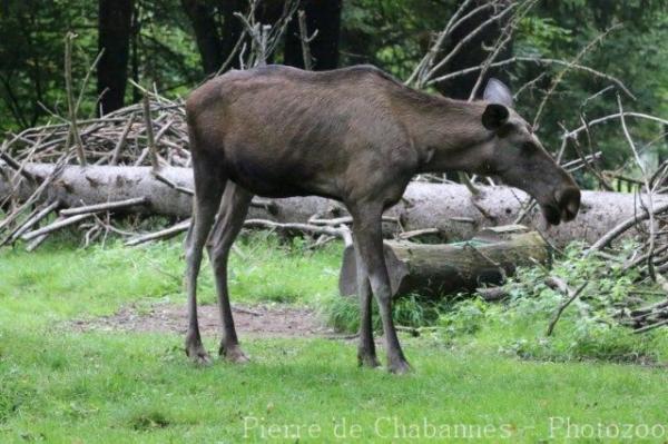 Eurasian elk