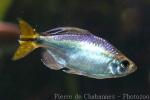 Yellowtail tetra