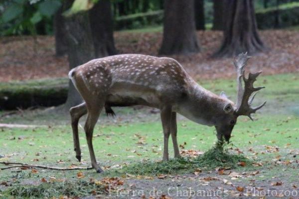 Persian fallow deer