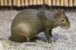 Azara's agouti