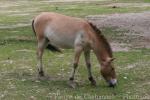 Przewalski's horse