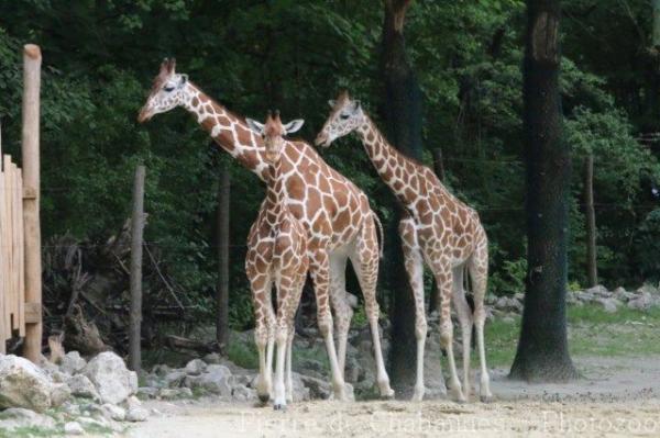 Reticulated giraffe