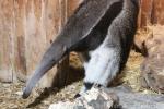 Giant anteater