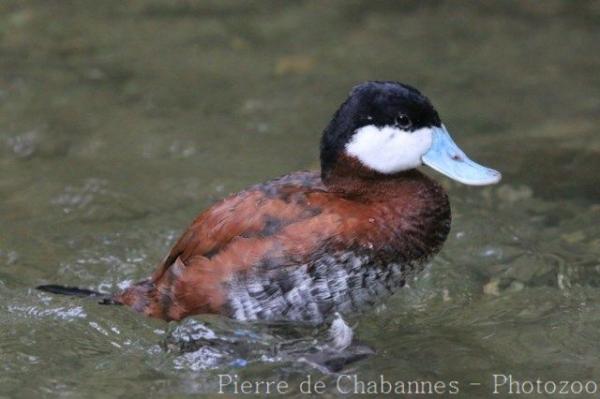 Ruddy duck