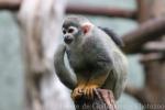 Guianan squirrel monkey