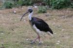 Straw-necked ibis