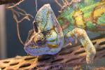 Veiled chameleon