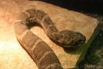 Western diamondback rattlesnake