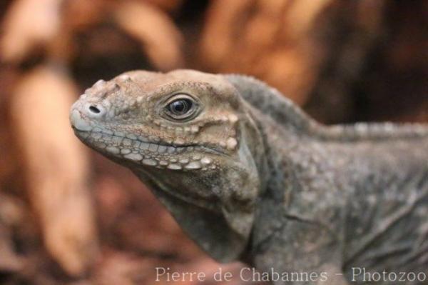 Rhinoceros iguana