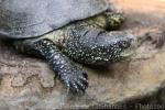 European pond turtle