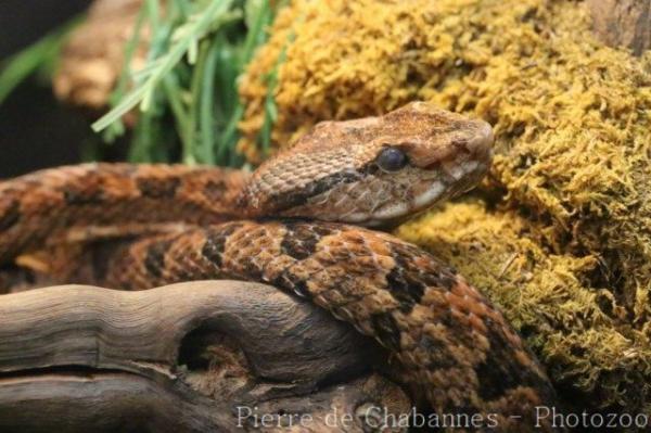 Elegant pitviper