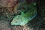 Ocellated lizard