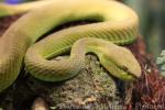 White-lipped tree viper