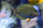 Lined surgeonfish