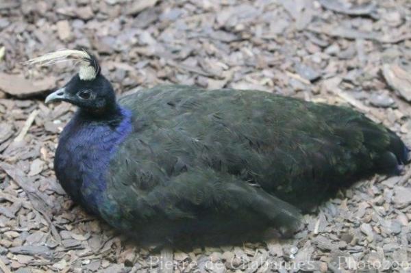 Congo peafowl