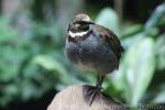 Collared partridge