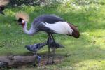 Grey crowned crane