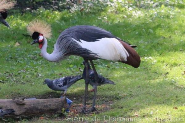 Grey crowned crane