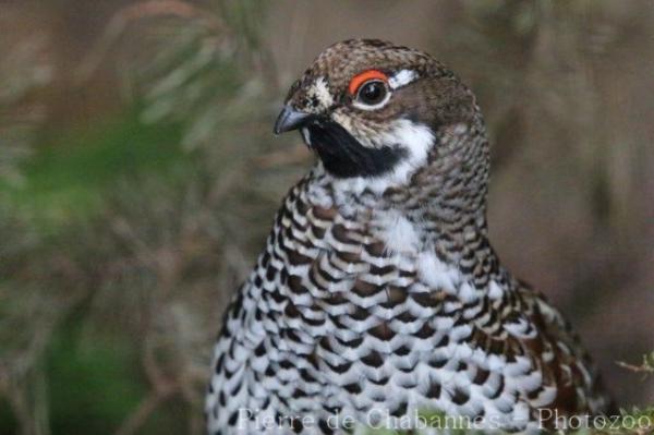 Hazel grouse