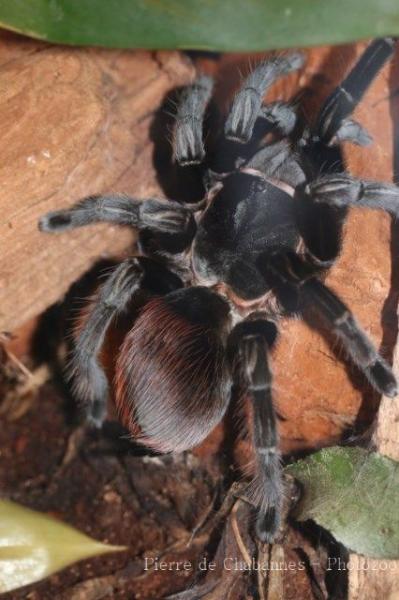 Mexican red rump tarantula