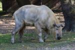 Sichuan takin