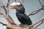 Silvery-cheeked hornbill