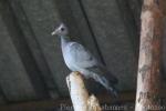 Stock dove