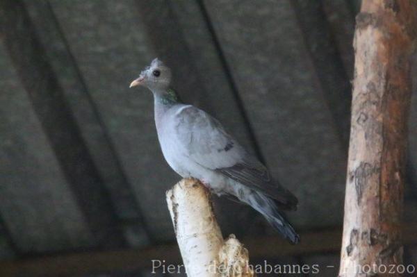 Stock dove