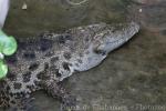 Siamese crocodile