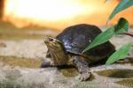 South-east Asian box turtle