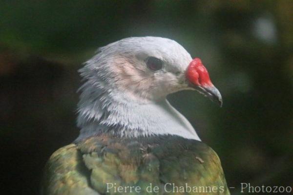 Red-knobbed imperial-pigeon