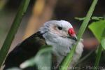 Red-knobbed imperial-pigeon