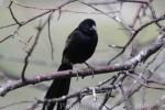 Red-collared widowbird