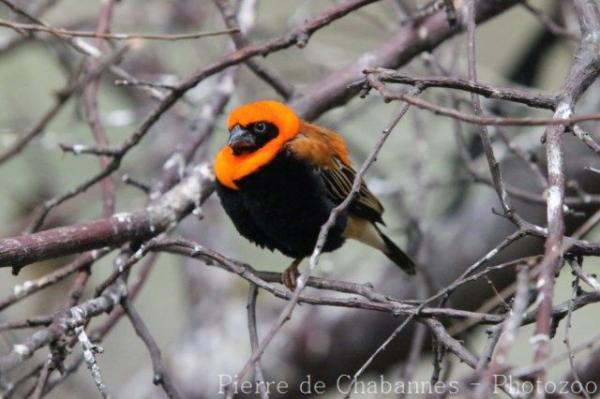 Black-winged bishop